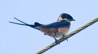 Hirondelle à ventre roux