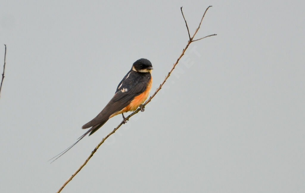 Red-breasted Swallowimmature, identification