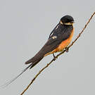 Hirondelle à ventre roux