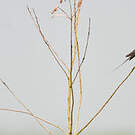 Hirondelle à ventre roux