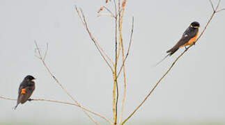 Red-breasted Swallow