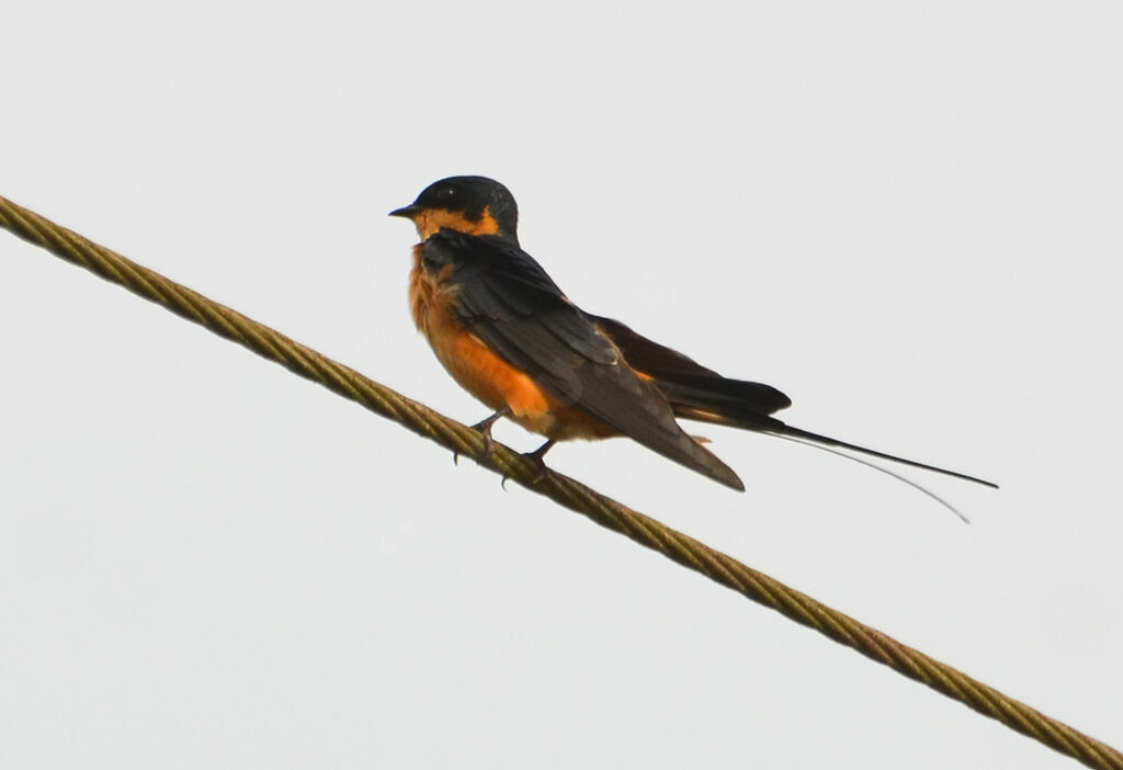 Red-breasted Swallow