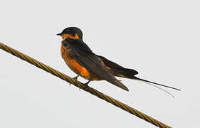 Red-breasted Swallow