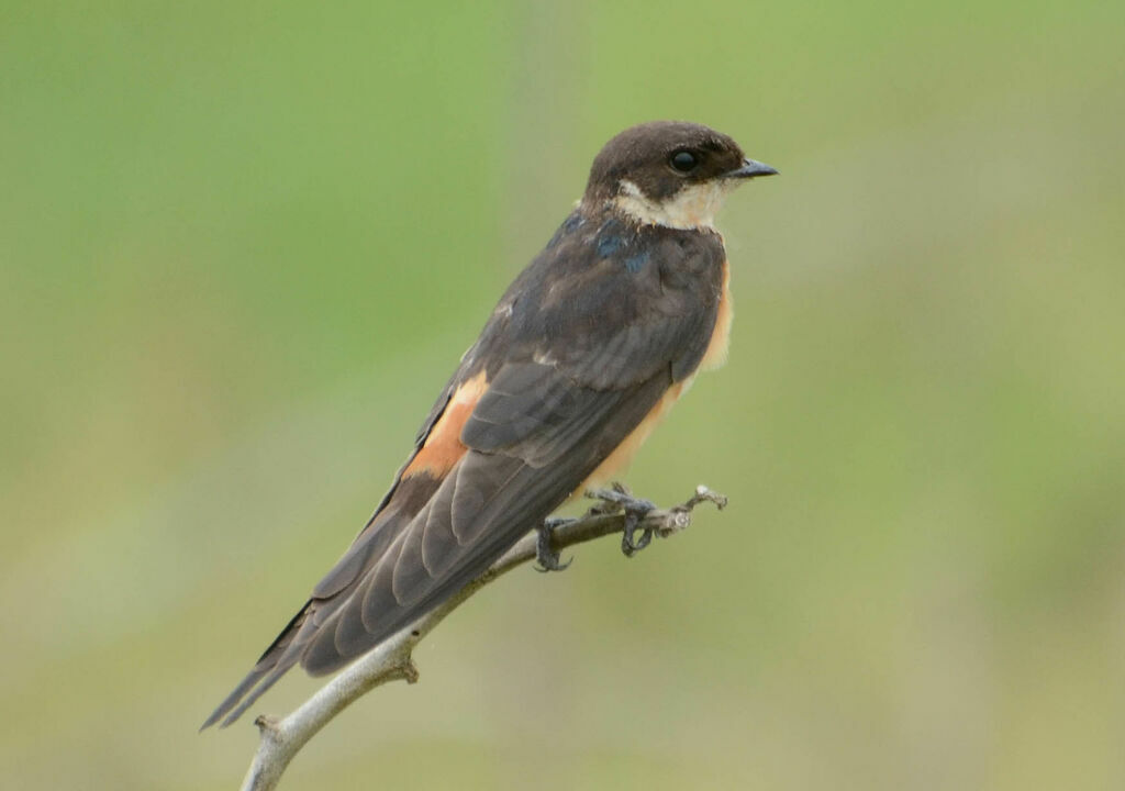 Hirondelle à ventre rouxadulte internuptial, identification