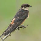 Hirondelle à ventre roux
