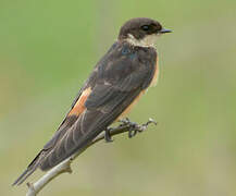 Red-breasted Swallow