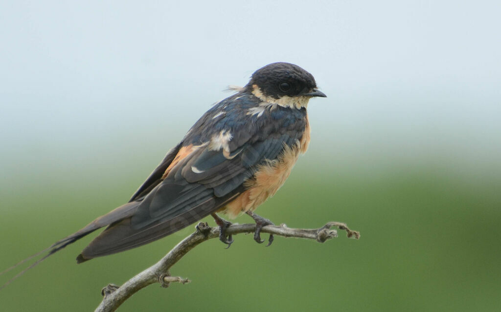 Red-breasted Swallowadult post breeding, identification