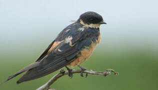 Red-breasted Swallow