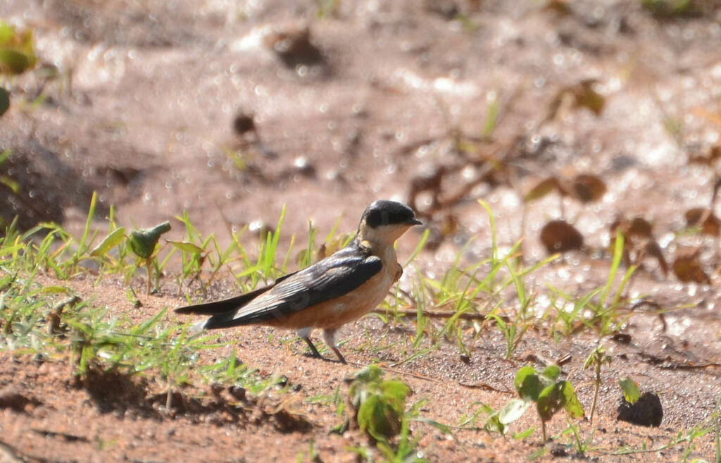 Hirondelle à ventre rouxadulte nuptial, identification