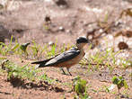 Hirondelle à ventre roux