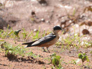 Hirondelle à ventre roux