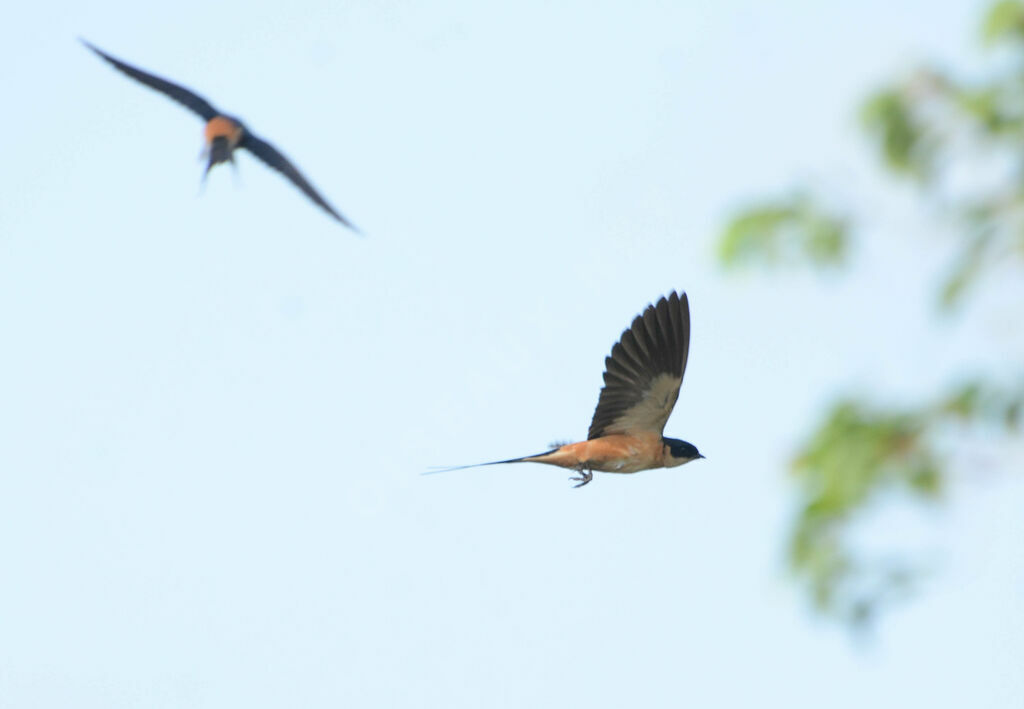 Hirondelle à ventre roux, Vol