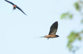 Hirondelle à ventre roux