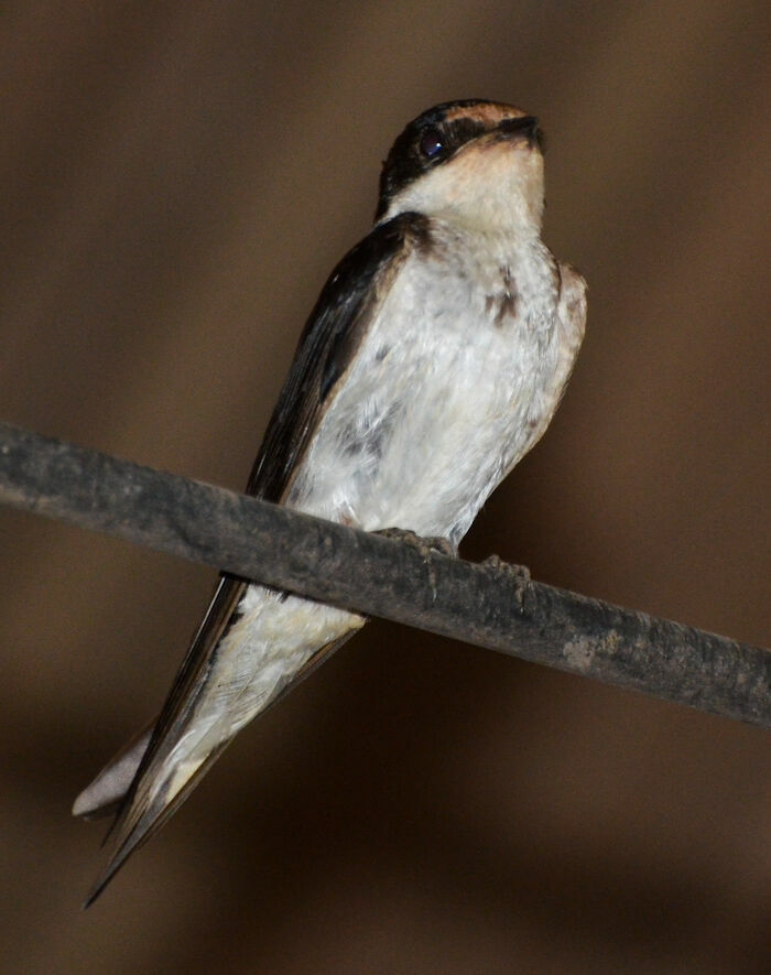 Ethiopian Swallowadult