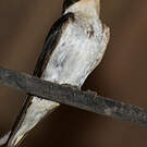 Hirondelle d'Éthiopie