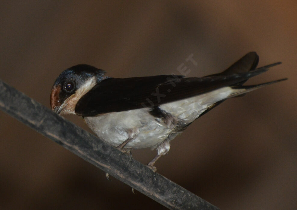 Ethiopian Swallowadult