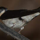 Hirondelle d'Éthiopie