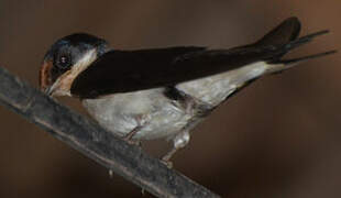 Ethiopian Swallow