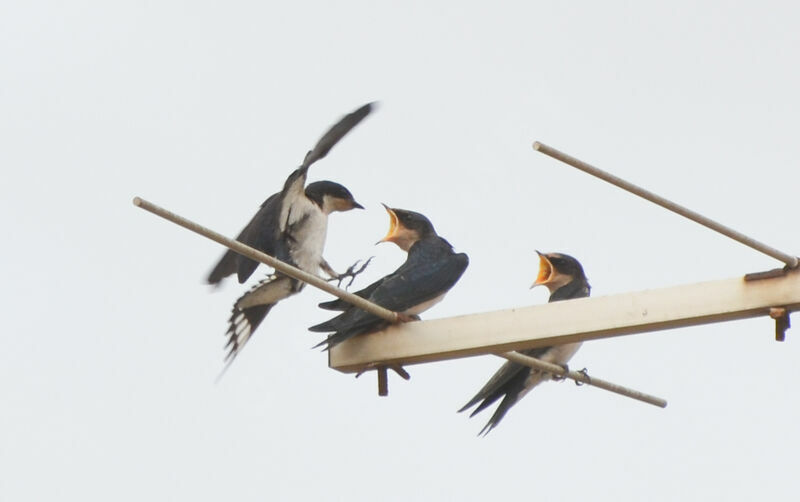 Ethiopian Swallow, identification, Reproduction-nesting