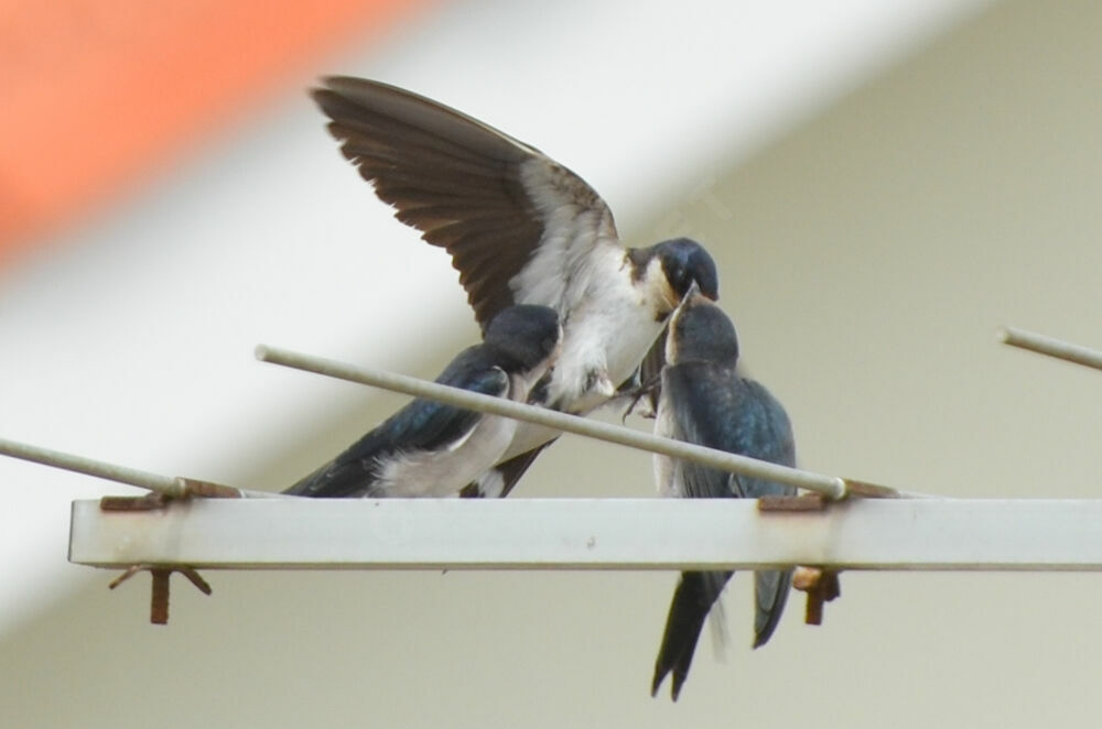 Ethiopian Swallow, Reproduction-nesting