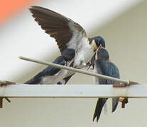 Ethiopian Swallow