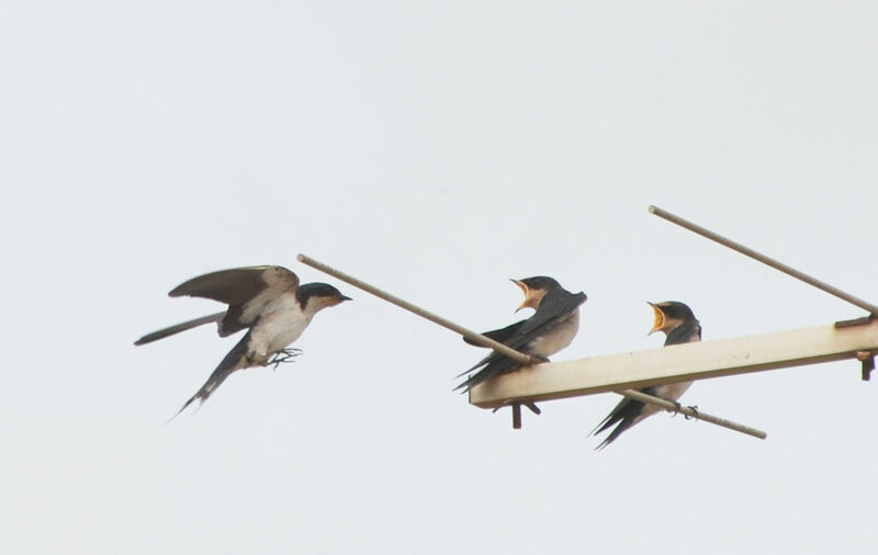 Ethiopian Swallow, Reproduction-nesting