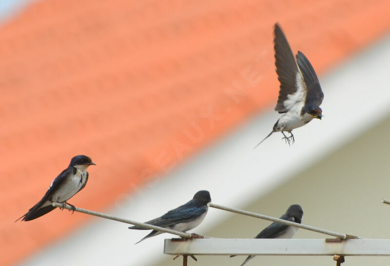 Ethiopian Swallow, Reproduction-nesting