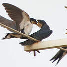 Hirondelle d'Éthiopie