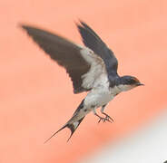 Ethiopian Swallow