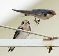 Ethiopian Swallow