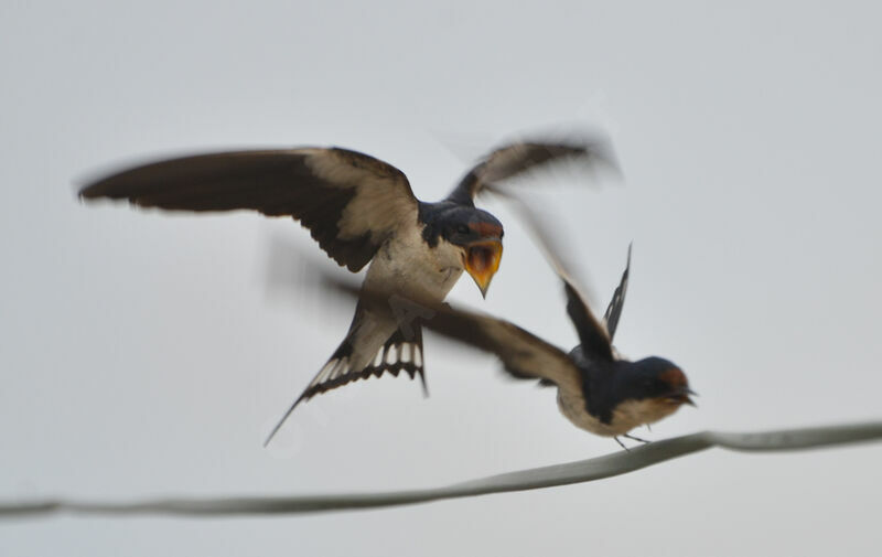 Ethiopian Swallowadult, identification, Flight, Behaviour