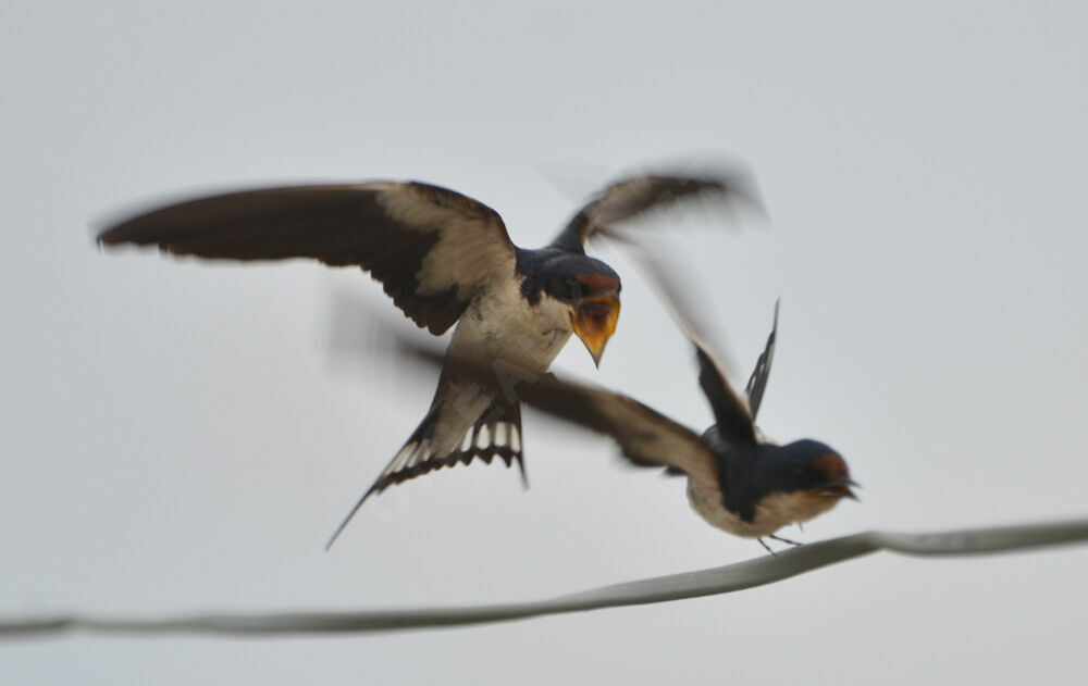 Hirondelle d'Éthiopieadulte, identification, Vol, Comportement