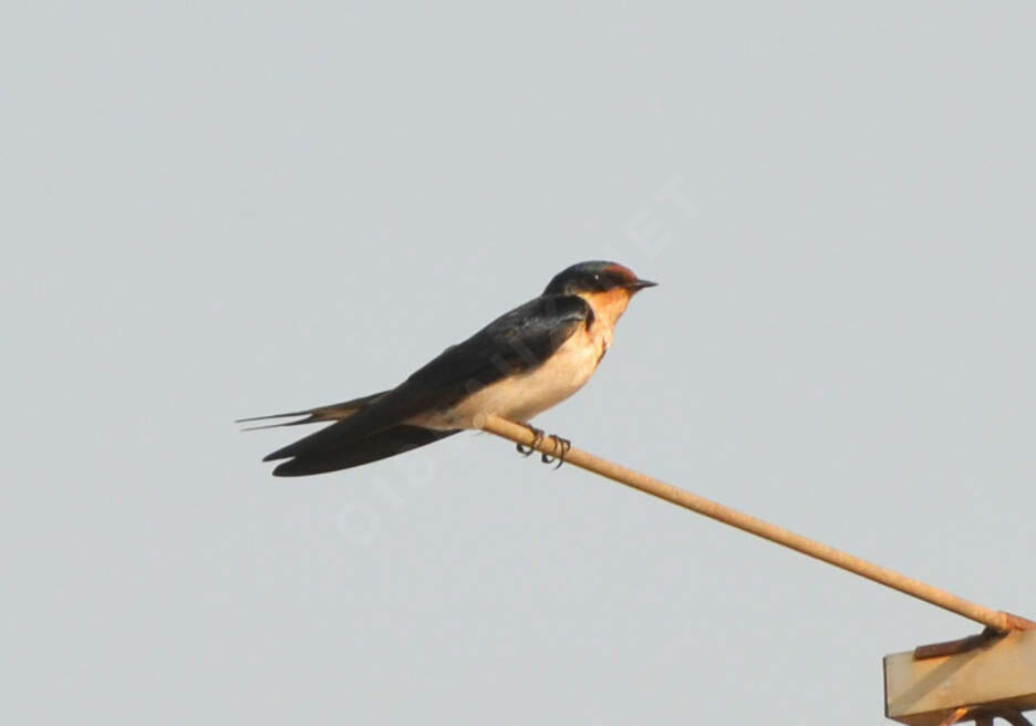 Ethiopian Swallowadult