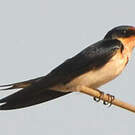 Hirondelle d'Éthiopie