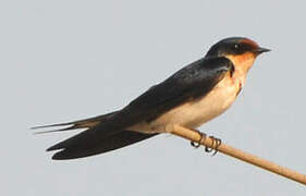 Ethiopian Swallow