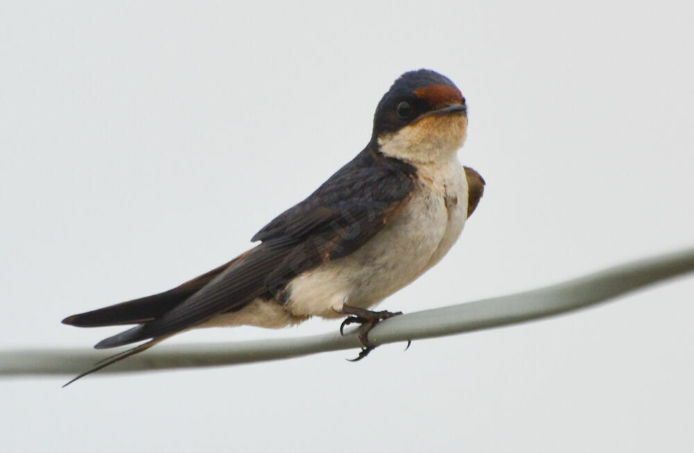 Ethiopian Swallow