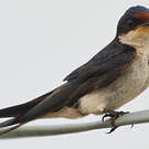 Hirondelle d'Éthiopie