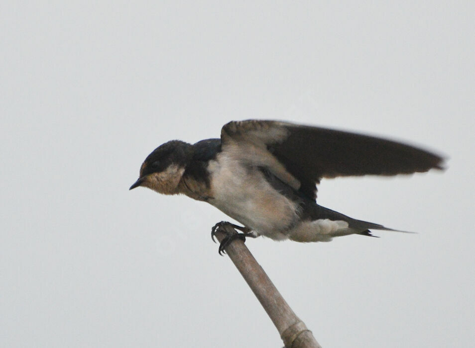 Ethiopian Swallowadult