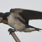 Hirondelle d'Éthiopie