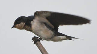 Ethiopian Swallow