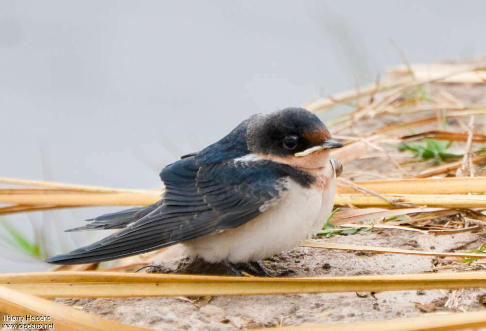 Hirondelle d'Éthiopiejuvénile, identification, Nidification