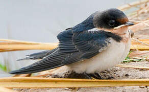 Ethiopian Swallow