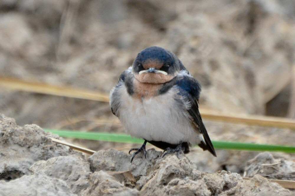 Hirondelle d'Éthiopiejuvénile, identification