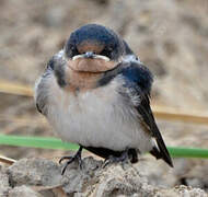 Ethiopian Swallow