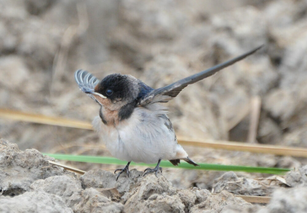 Hirondelle d'Éthiopiejuvénile, Vol