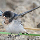 Hirondelle d'Éthiopie