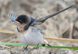 Ethiopian Swallow