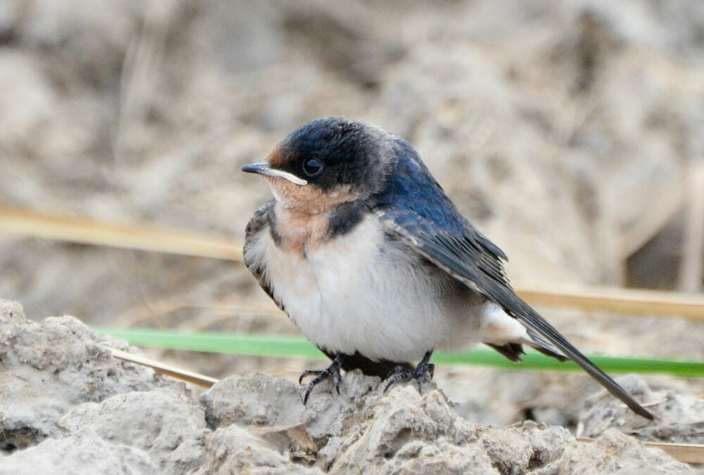 Hirondelle d'Éthiopiejuvénile, identification