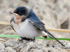 Ethiopian Swallow