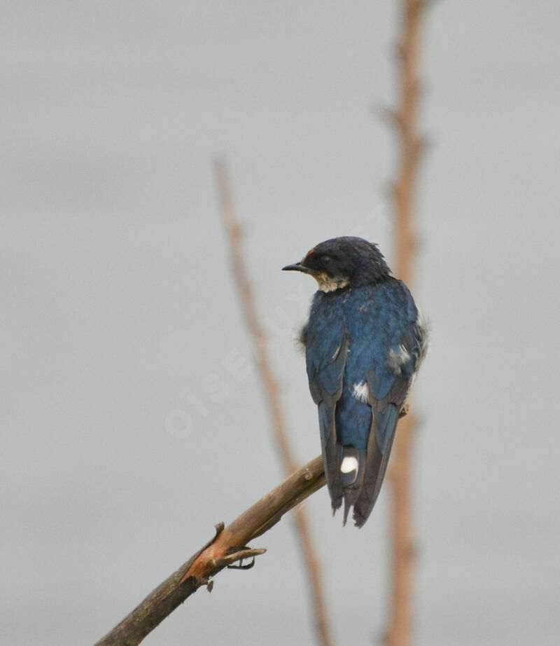 Ethiopian Swallowsubadult